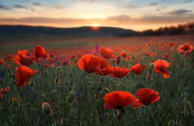 0200losf-ca7b-395x257.png