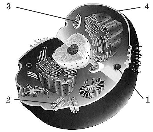 0200lqjw-f098-530x457.jpg