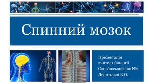 Презентація на тему "Спинний мозок"