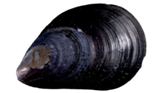 0200lxmh-1ea6.png
