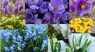 Рослини - первоцвіти. Ранньоквітучі весняні рослини та їх охорона.