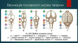 Нервова система тварин