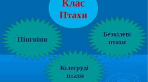 Тема заняття: Найважливіші ряди птахів.