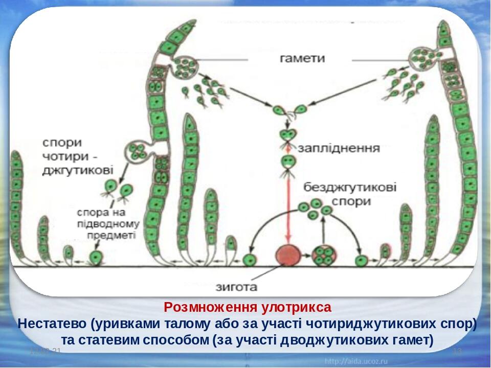 Бесполое размножение улотрикса схема