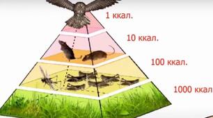(Копія) популяція,її характеристики