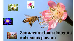 Опыление и оплодотворение цветковых растений.