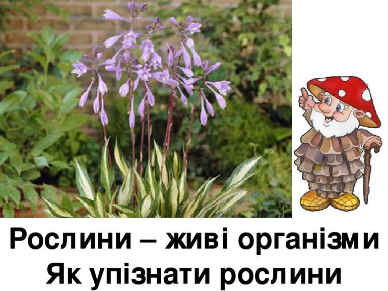 0200m6sl-9c1f.png