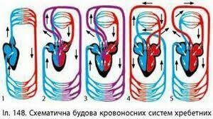 ТРАНСПОРТ РЕЧОВИН У ТВАРИН