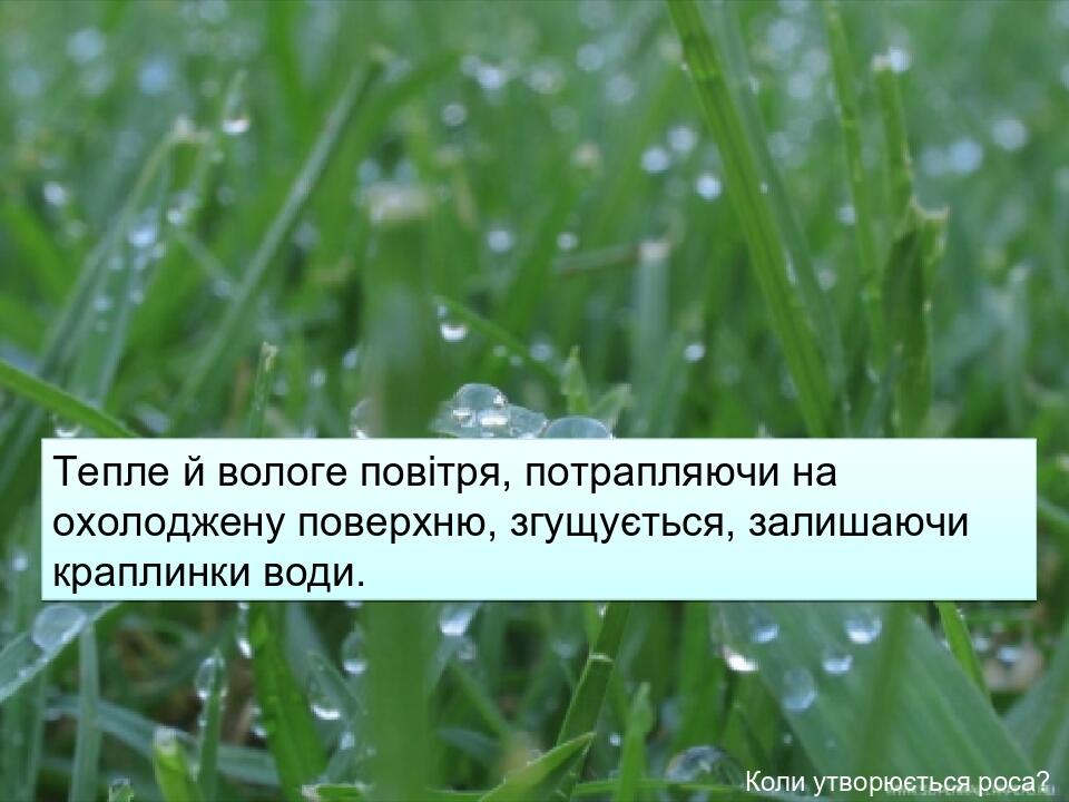 Коли утворюється роса? Тепле й вологе повітря, потрапляючи на охолоджену поверхню, згущується, залишаючи краплинки води.