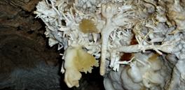 0200mavw-7526-264x129.png