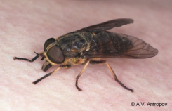 0200mdiy-a846-245x158.png