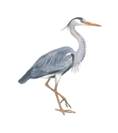 0200mlo6-966f.png