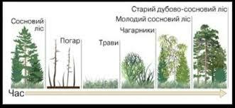 Картинки по запросу "вторинна сукцесія"