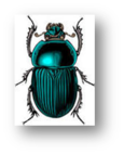 0200mos1-fc91-115x143.png