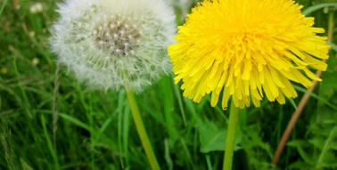 Презентація на твір В. О. Сухомлинського "Кульбабка" | Презентація. Дошкілля