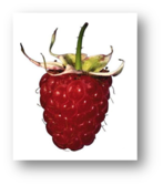 0200mpht-2495-139x159.png