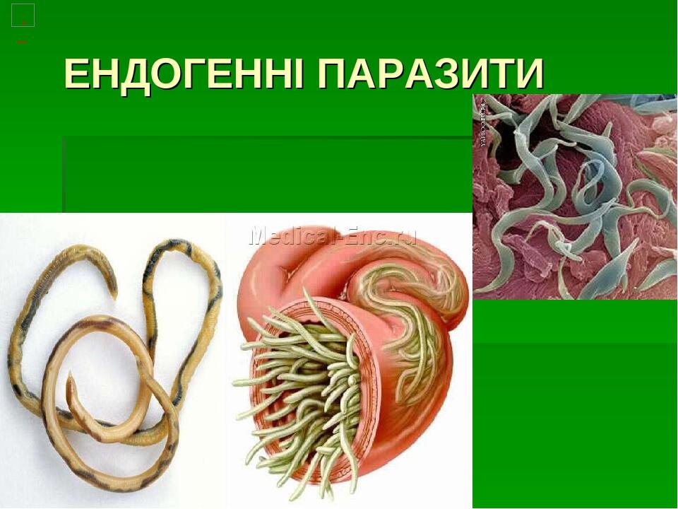 Презентація. Тема : "Паразитизм" | Презентація. Біологія