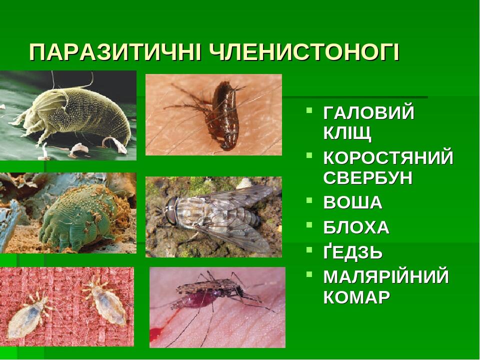 Презентація. Тема : "Паразитизм" | Презентація. Біологія