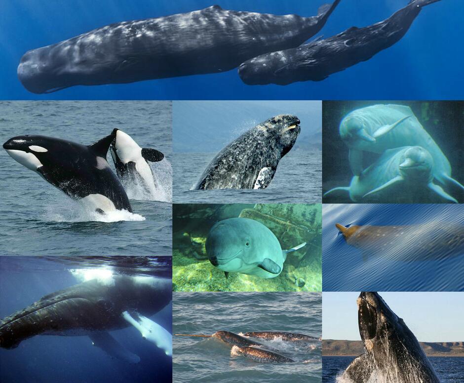 Картинки по запросу "mamifere cetacee"
