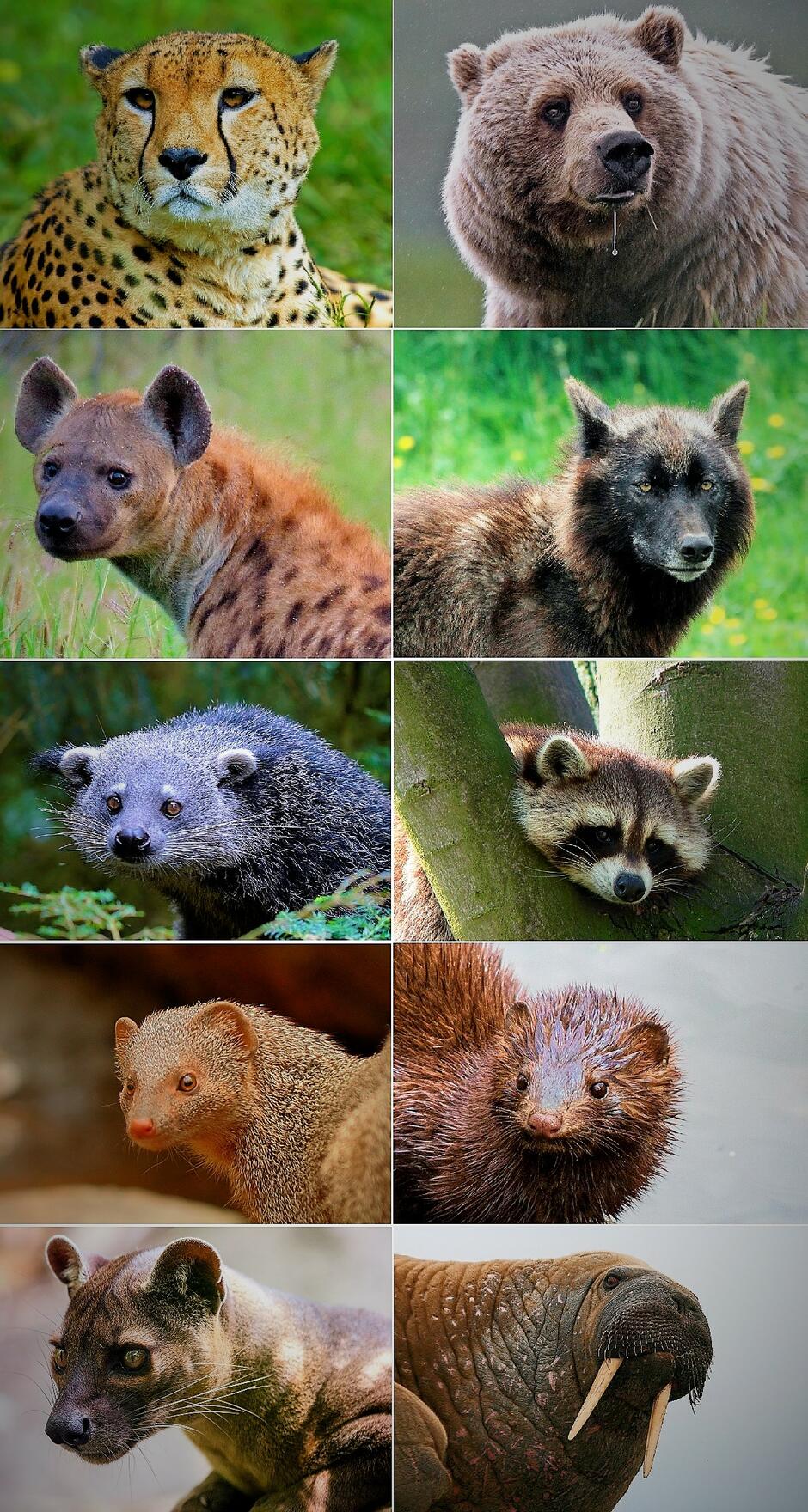 Картинки по запросу "mamifere carnivore"