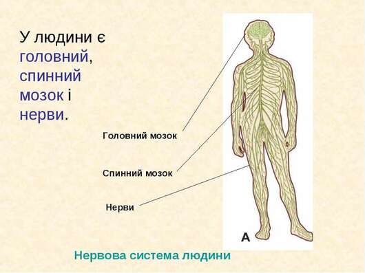 Картинки по запросу "нервова система"