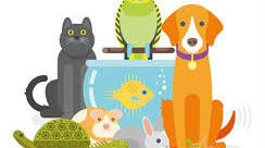 Unit 4 Pets/ body parts/ have got