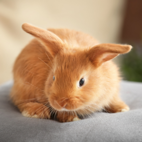 Результат пошуку зображень за запитом rabbit