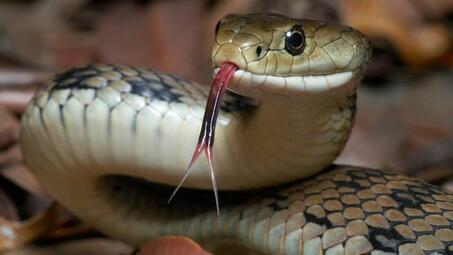 Результат пошуку зображень за запитом snake