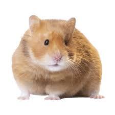 Результат пошуку зображень за запитом hamster