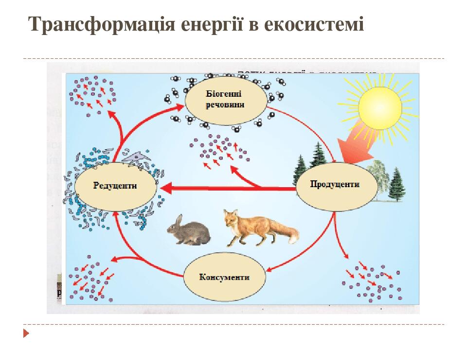 Структура экосистемы трофическая структура. Круговорот веществ в экосистеме схема. Структура экосистемы схема 9 класс биология. Трофическая структура биоценоза 9 класс.