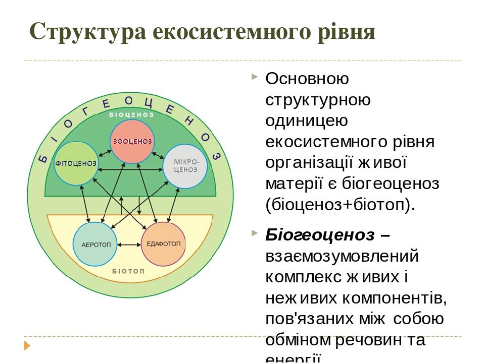 Структура экосистемы схема