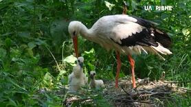 Результат пошуку зображень за запитом лелеки
