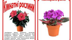 Демонстраційний матеріал "Кімнатні рослини"