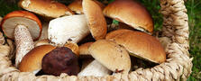 0200mypx-f560-223x90.jpg