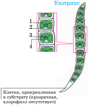 Схема размножения улотрикса с подписями