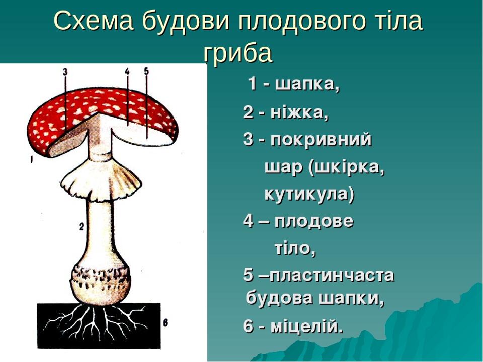 Слово гриб сколько букв. Будова гриба. Строение гриба рисунок. Строение трубчатого гриба. Строение шляпочного гриба рисунок схема.