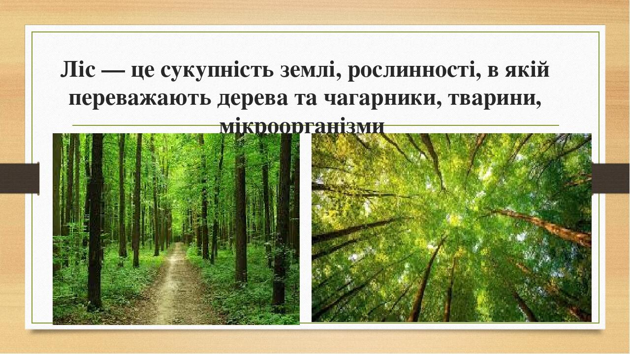 Презентація "Якими бувають ліси та луки" | Презентація. Я досліджую світ