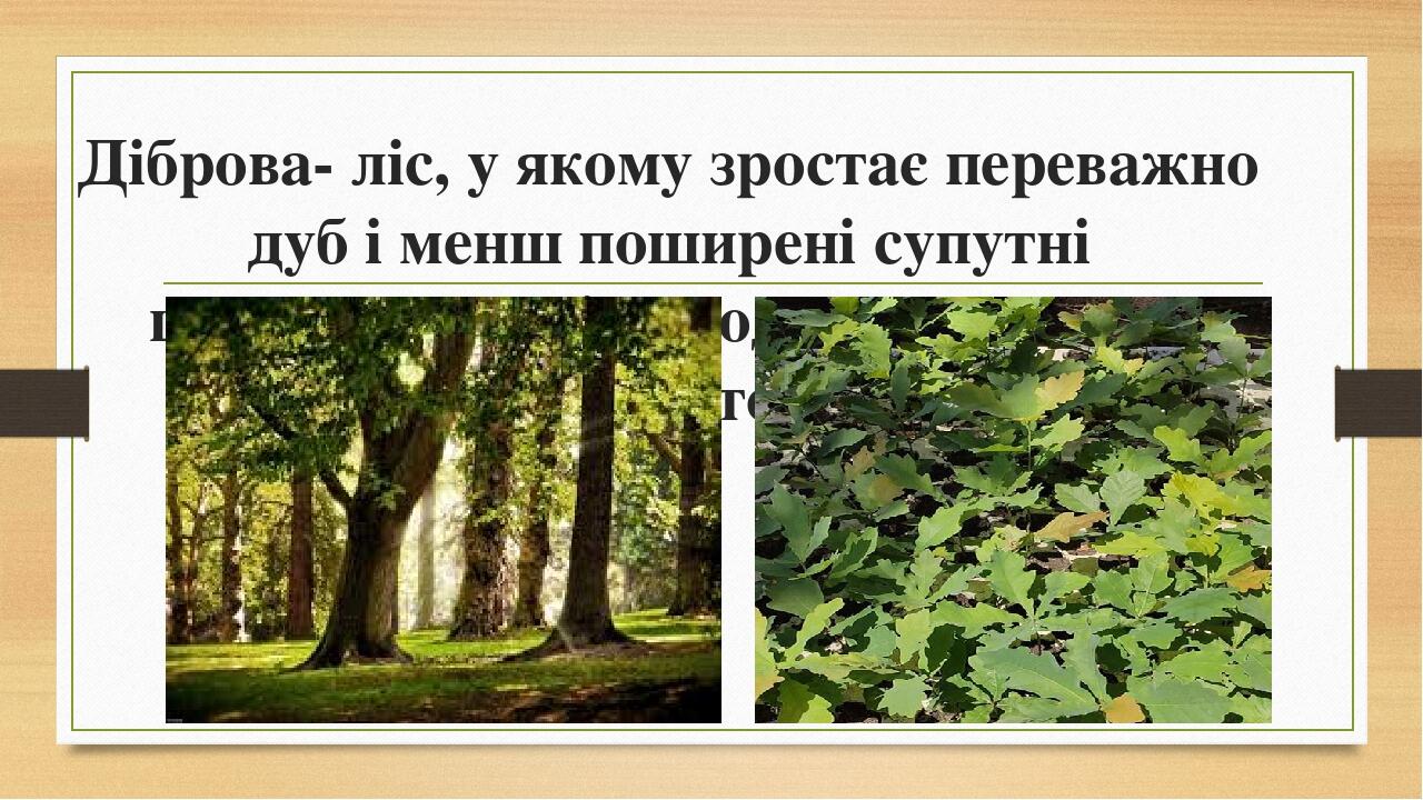 Презентація "Якими бувають ліси та луки" | Презентація. Я досліджую світ