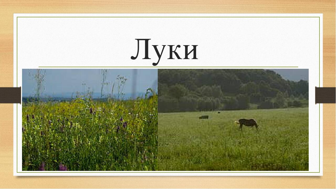 Презентація "Якими бувають ліси та луки" | Презентація. Я досліджую світ