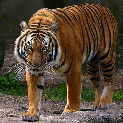 Mamifere Carnivore | Toate Animalele