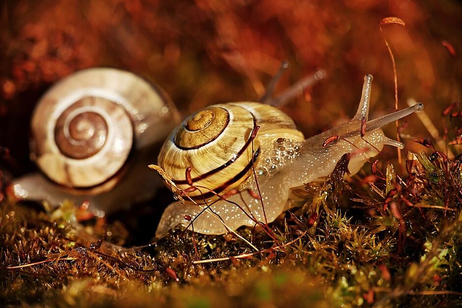 Melci Moluste Animale Spirală De - Fotografie gratuită pe Pixabay