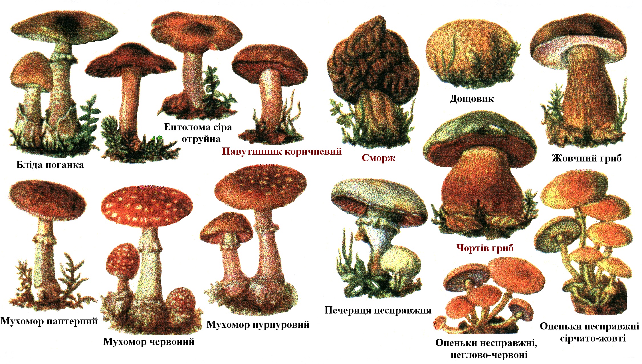 Съедобные грибы и несъедобные грибы и условно съедобные