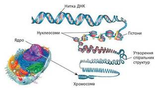 Клітинний цикл. Мітоз - Підручник з Біології. 9 клас. Задорожний - Нова програма