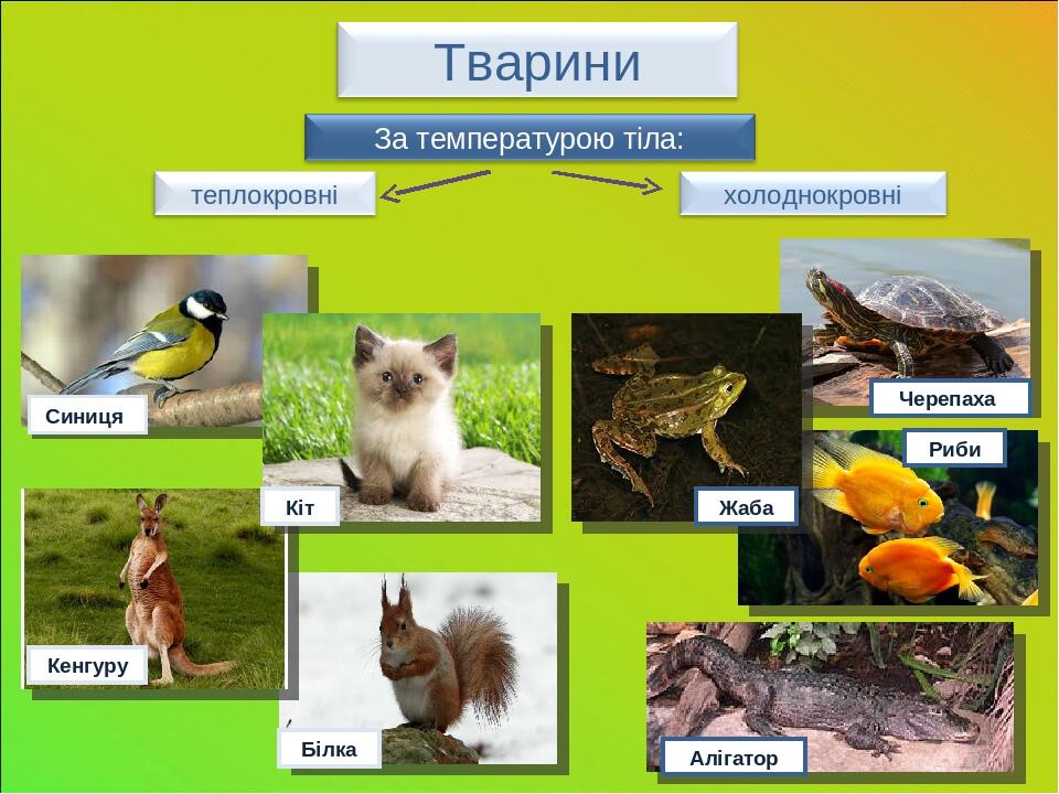Презентація "Різноманітність організмів. Тварини" | Презентація. Природознавство