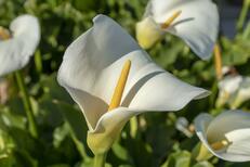 Calla pflanzen - Das müssen Sie bei der Aussaat im Garten und in Kübeln beachten