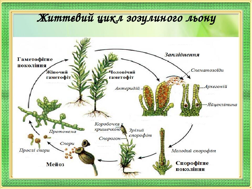 Хромосомный набор спорогона. Мохоподібні. Будова моху Зозулин льон малюнок. Razmnojennya roslin nasinnyyam ta sporami.