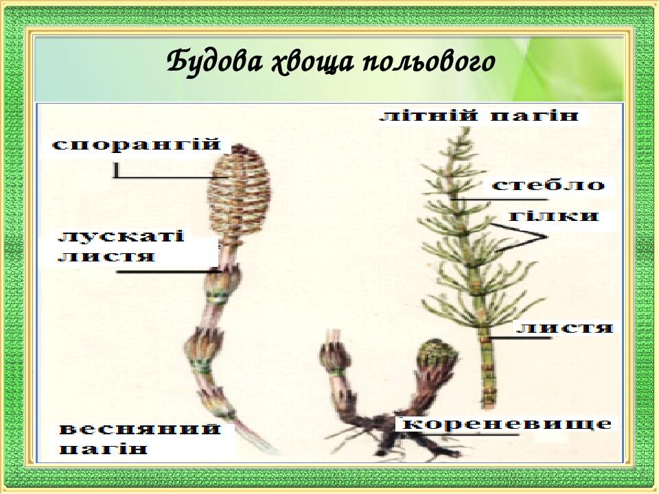 Строение хвоща рисунок