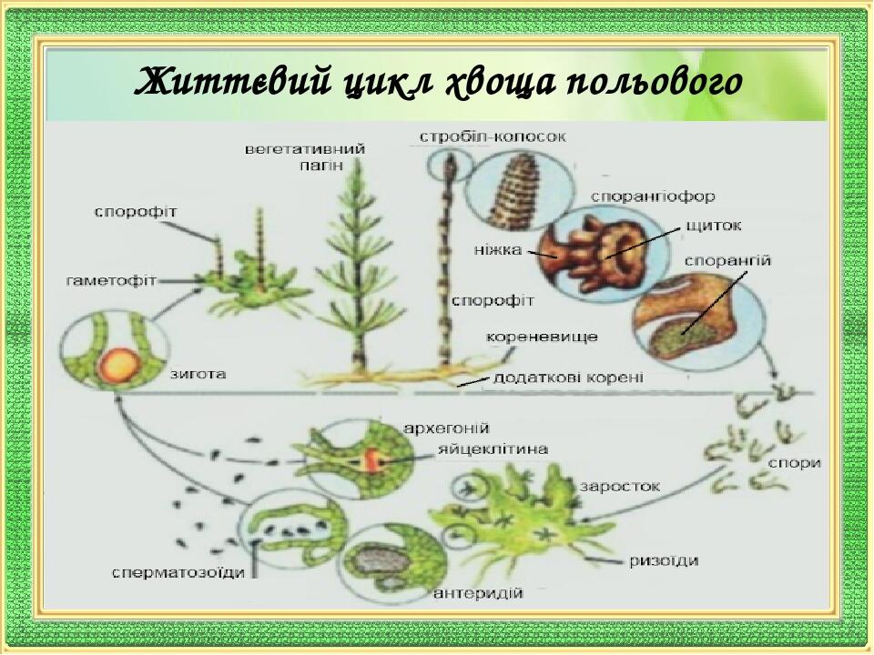 Цикл развития хвоща схема с набором хромосом