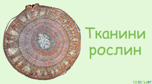 Вступ .Рослинна клітина . Рослинні тканини