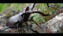 0200nd1s-c013-129x74.jpg